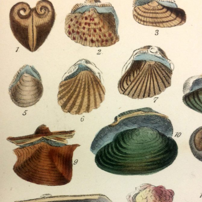 Plate 8 Close-Up