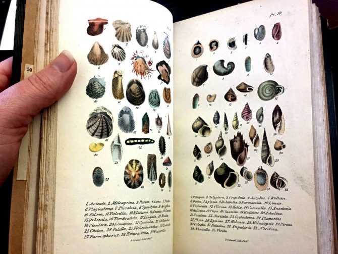 The Conchologist's First Book, 3rd edition, Plates 9 and 10